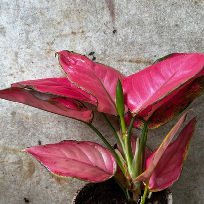 Aglaonema 'Pink star' (Chinese Evergreen)