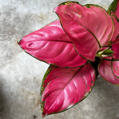 Aglaonema 'Pink star' (Chinese Evergreen)