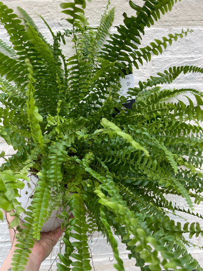 Nephrolepis Exaltata (Boston Fern)