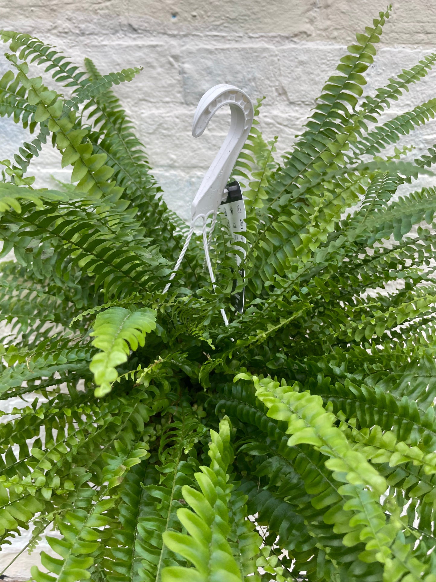 Nephrolepis Exaltata (Boston Fern)