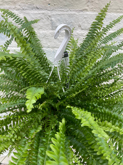 Nephrolepis Exaltata (Boston Fern)