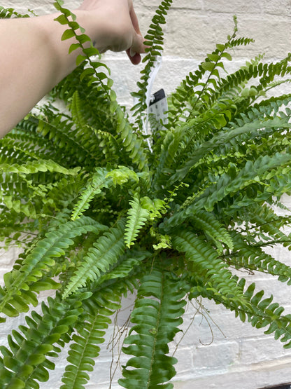 Nephrolepis Exaltata (Boston Fern)