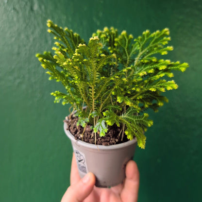 Selaginella martensii 'Jori' (Creeping Moss)