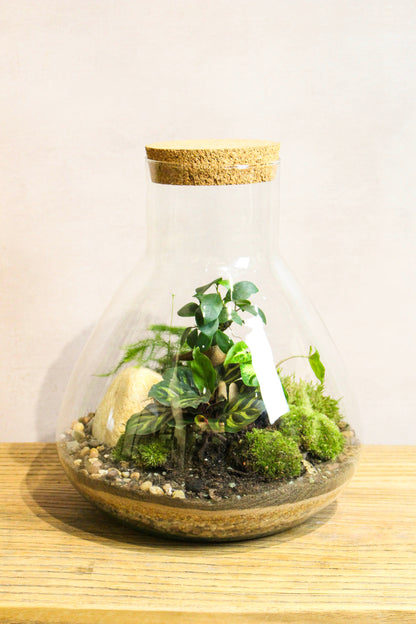 LAB Jar terrarium kit (Zen) - 24x23cm