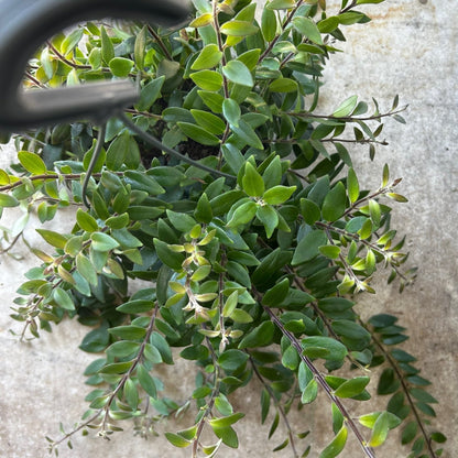 Aeschynanthus 'Japhrolepsis' (Lipstick plant)