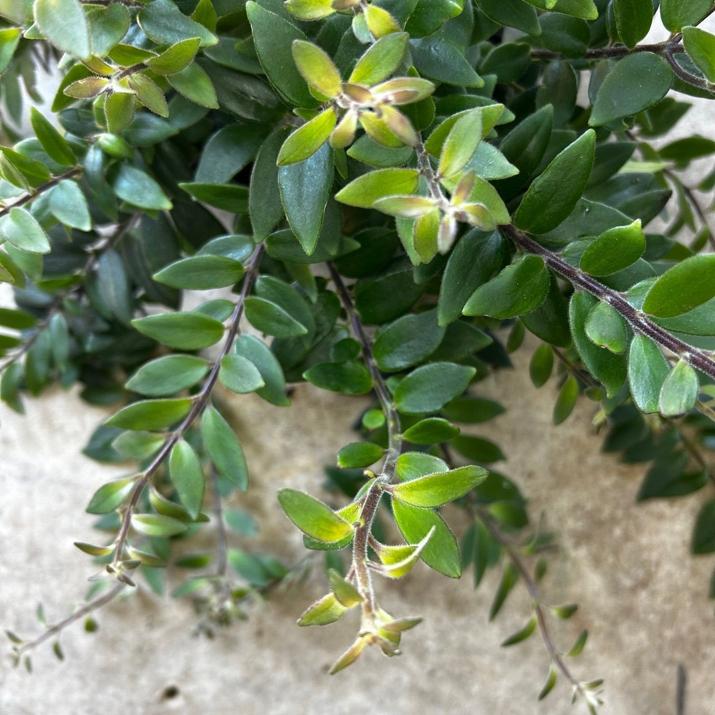 Aeschynanthus 'Japhrolepsis' (Lipstick plant)