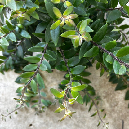 Aeschynanthus 'Japhrolepsis' (Lipstick plant)