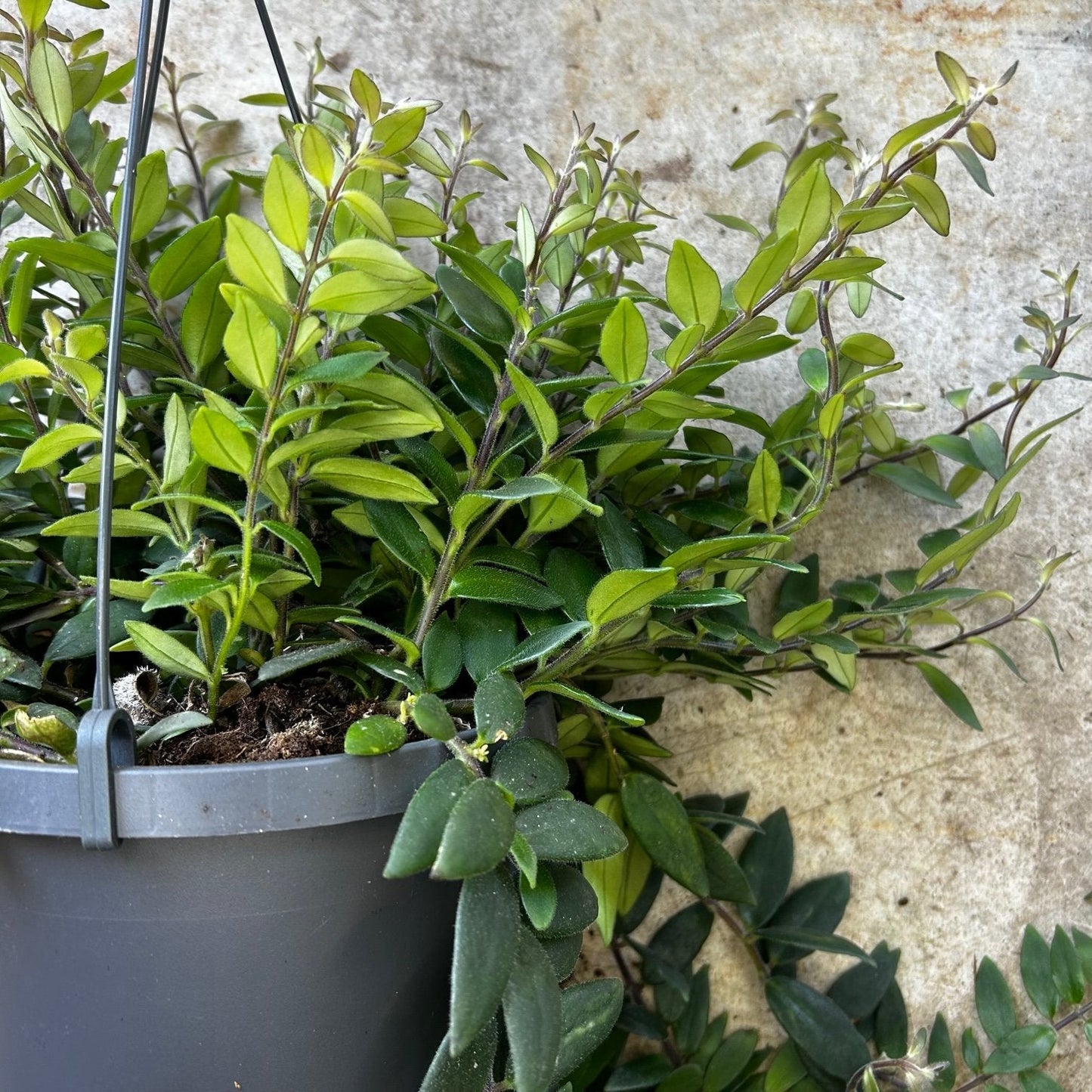 Aeschynanthus 'Japhrolepsis' (Lipstick plant)