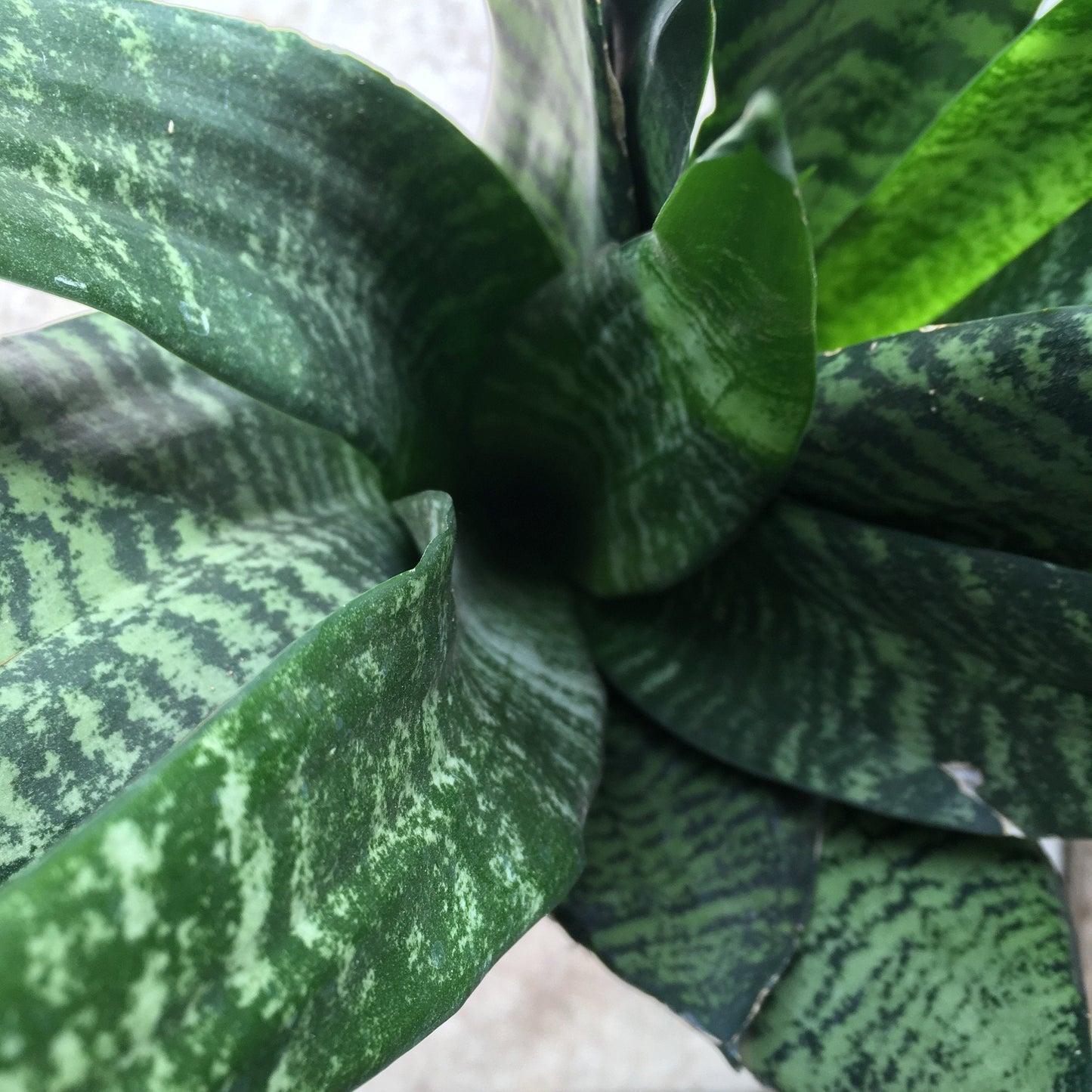 Sansevieria trifasciata 'Zeylanica' (Snake Plant)