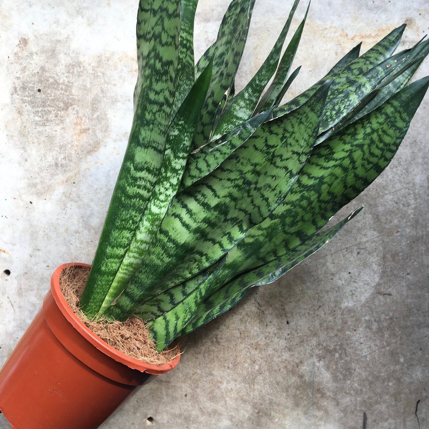 Sansevieria trifasciata 'Zeylanica' (Snake Plant)