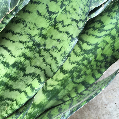 Sansevieria trifasciata 'Zeylanica' (Snake Plant)