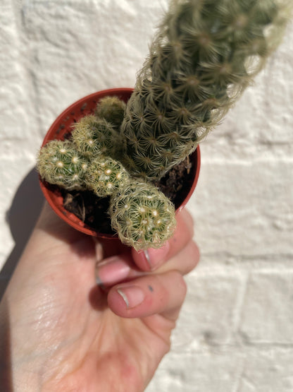 Mammillaria elongata (Ladyfinger Cactus)