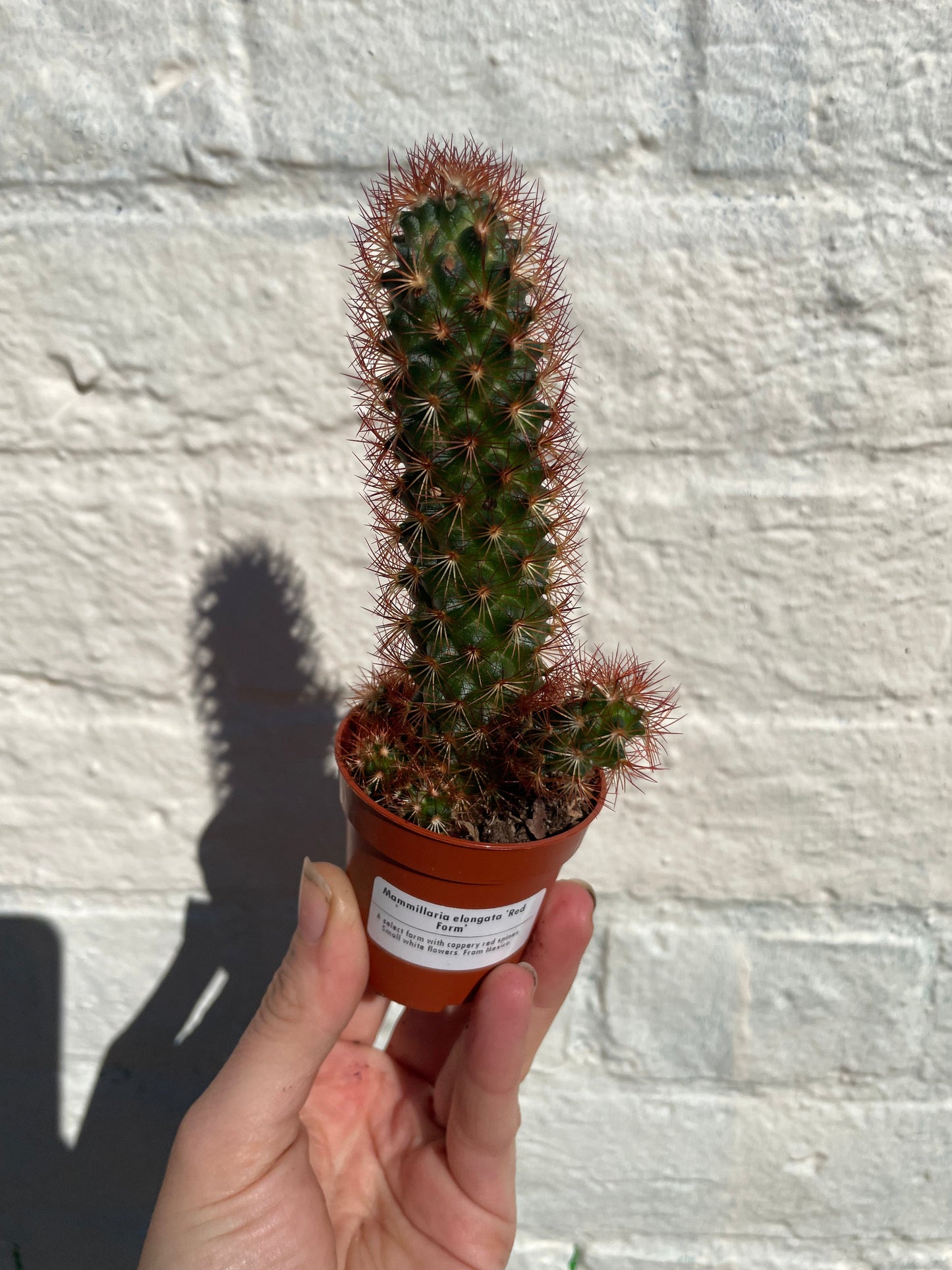Mammillaria elongata (Ladyfinger Cactus)
