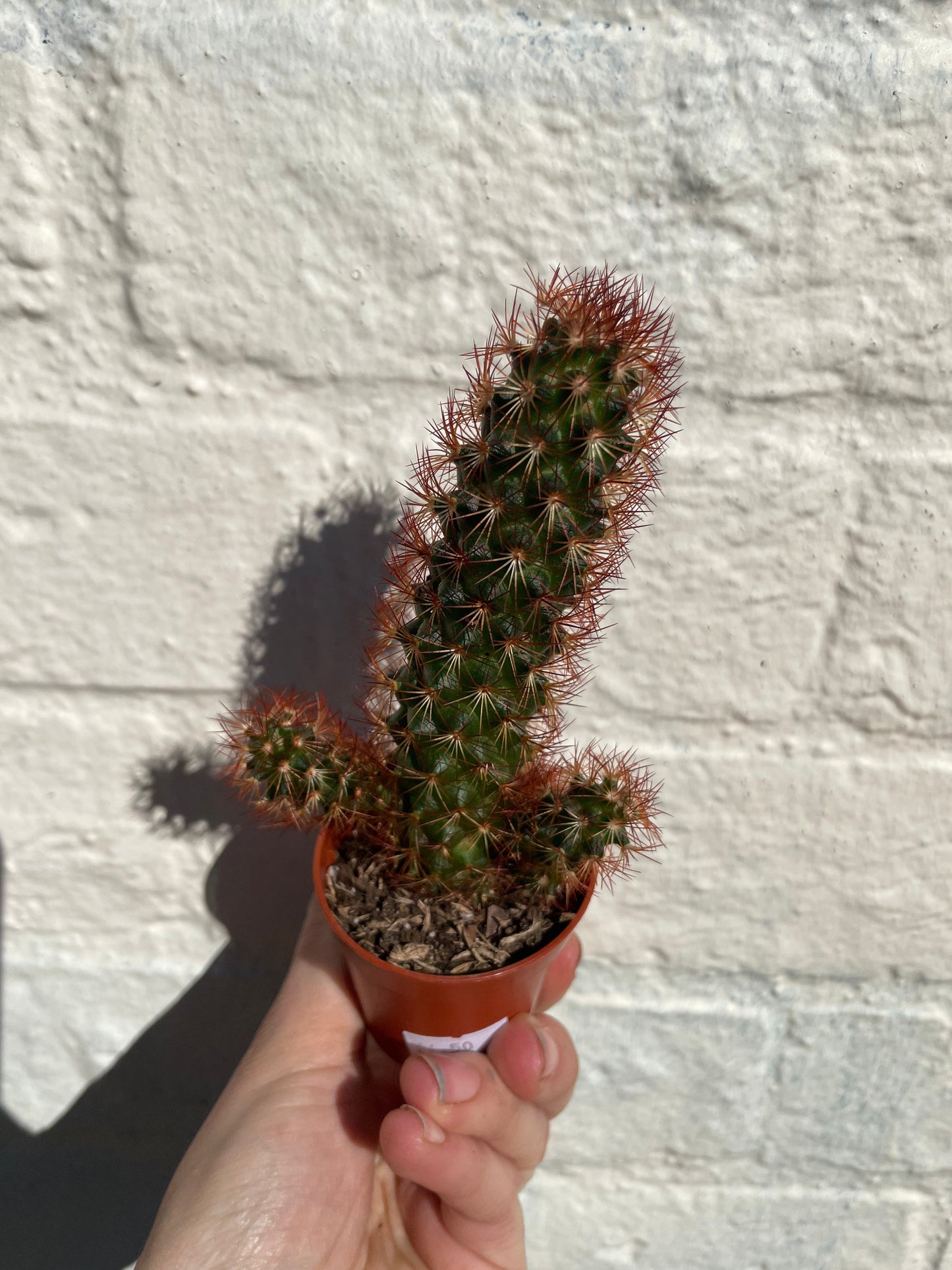 Mammillaria elongata (Ladyfinger Cactus)