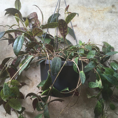 Aeschynanthus marmoratus (Lipstick plant)