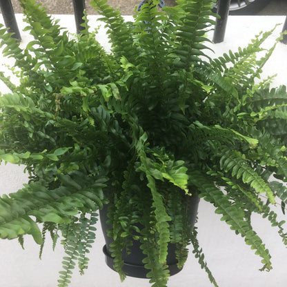 Nephrolepis Exaltata (Boston Fern)