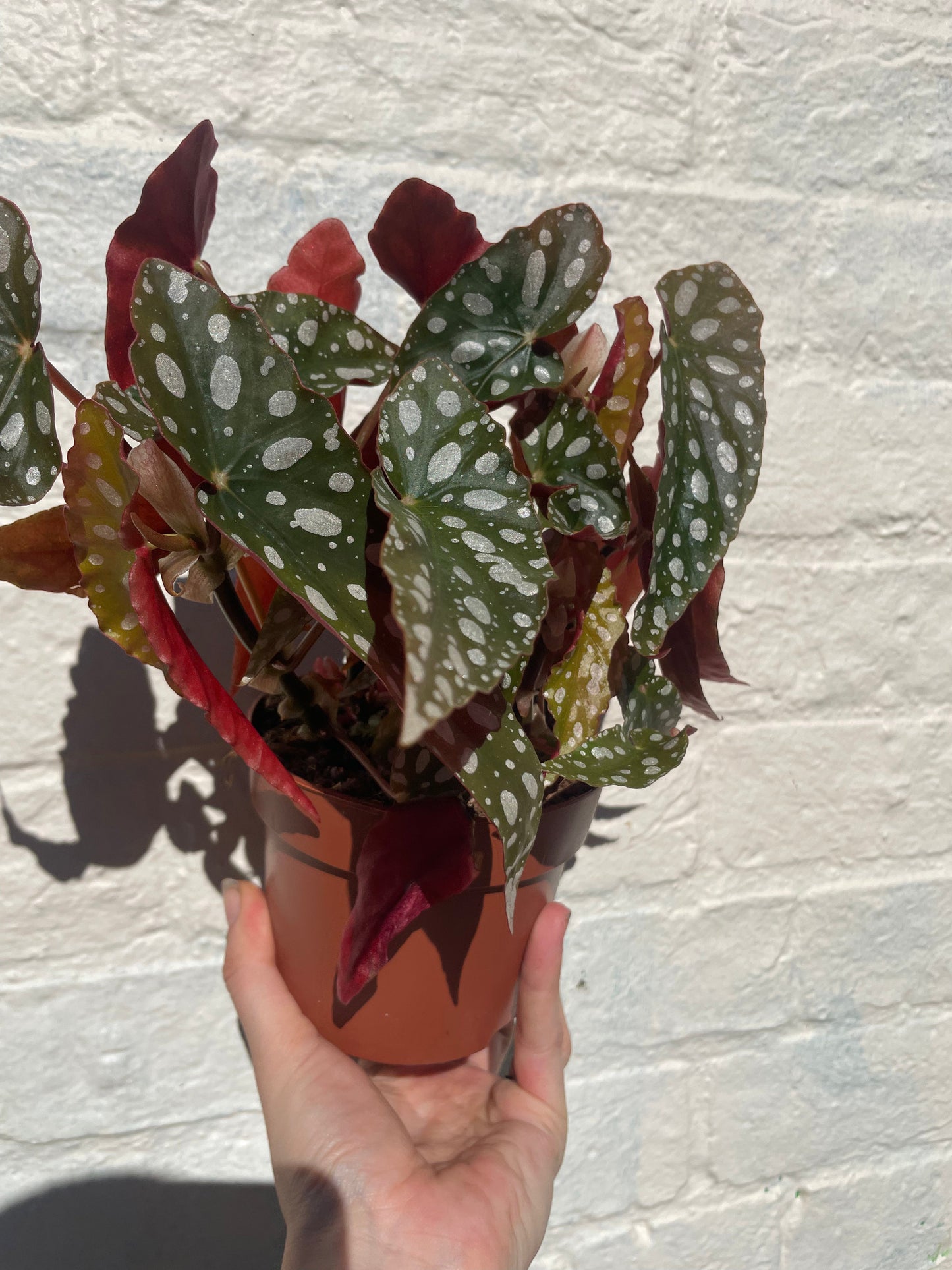 Begonia maculata 'Wightii' (Polka Dot Begonia)