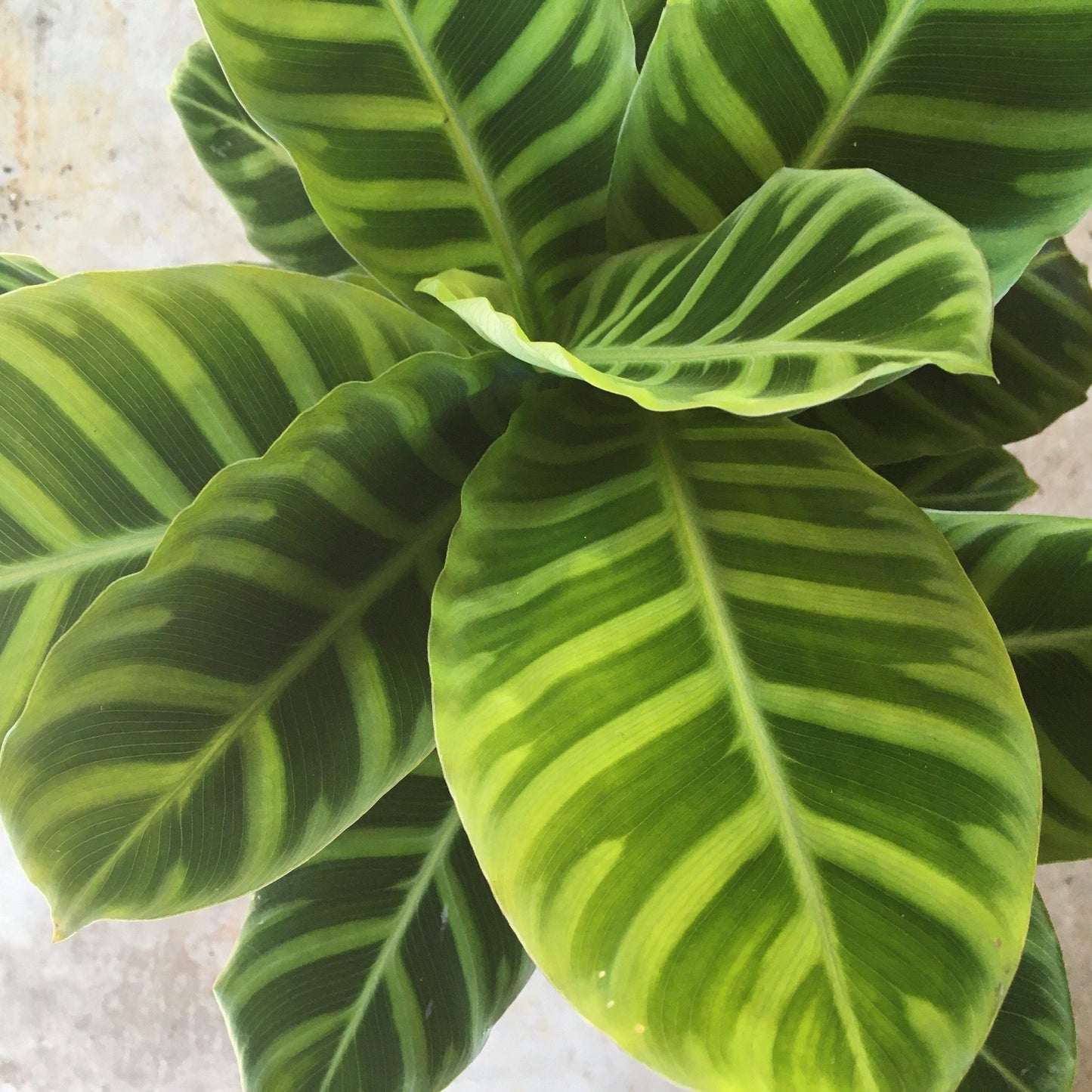 Calathea zebrina (Prayer Plant)