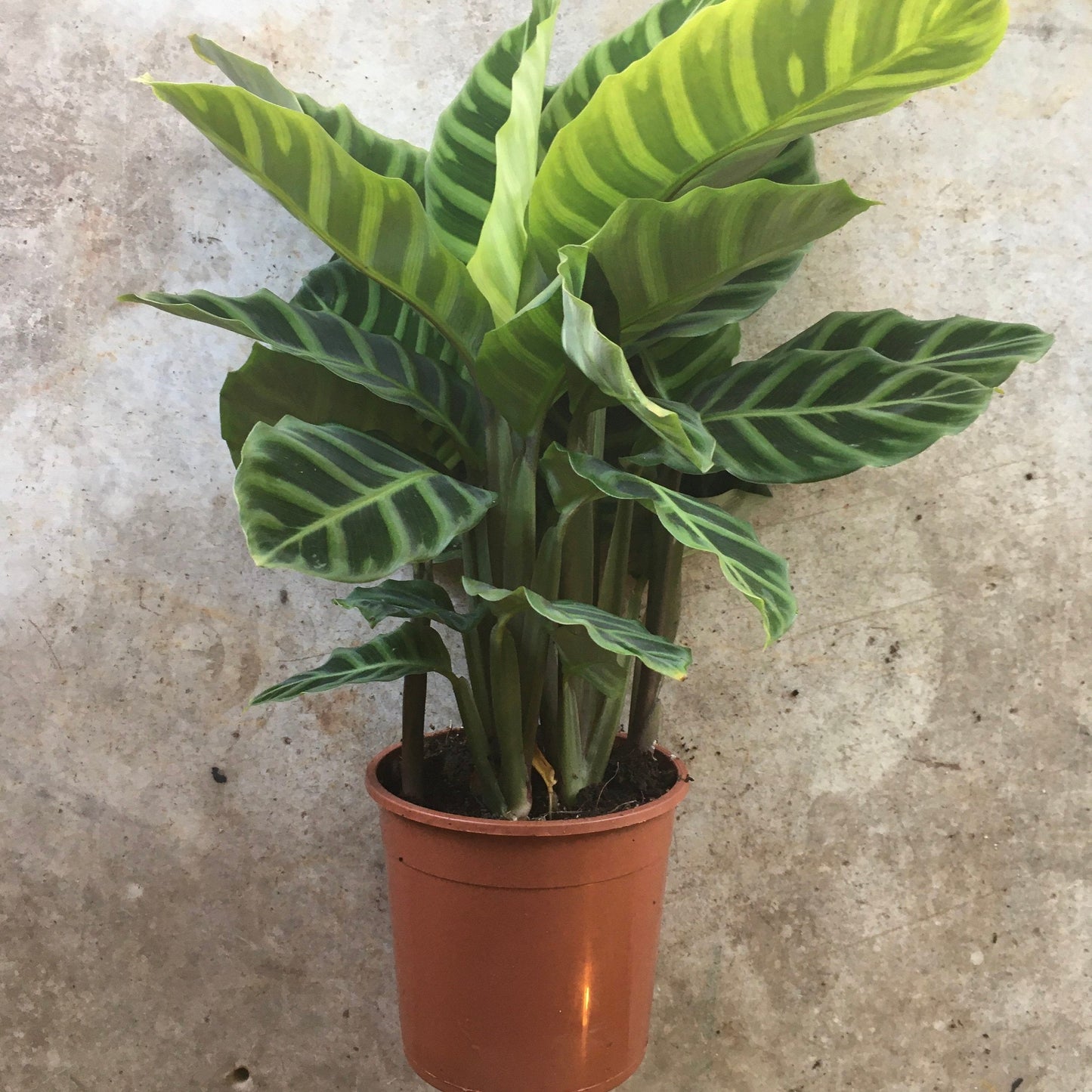 Calathea zebrina (Prayer Plant)
