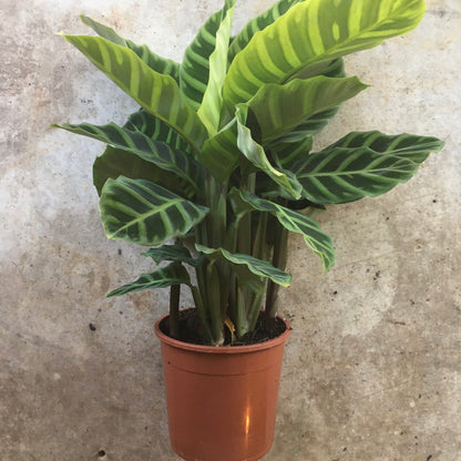 Calathea zebrina (Prayer Plant)