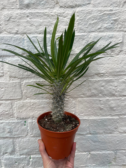 Pachypodium lamerei (Madagascar Palm)