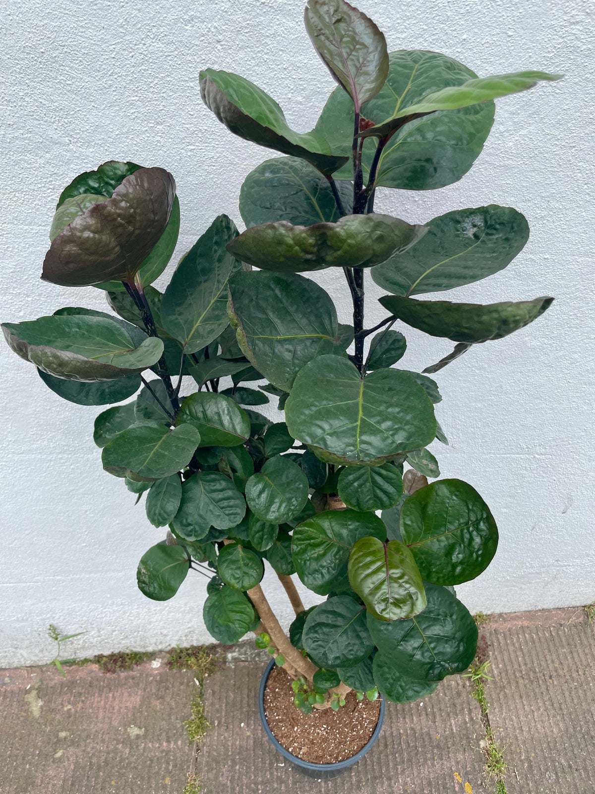Polyscias fabian (Dinner Plate Aralia)