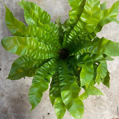Asplenium nidus 'Crispy Wave' (Birds nest fern)