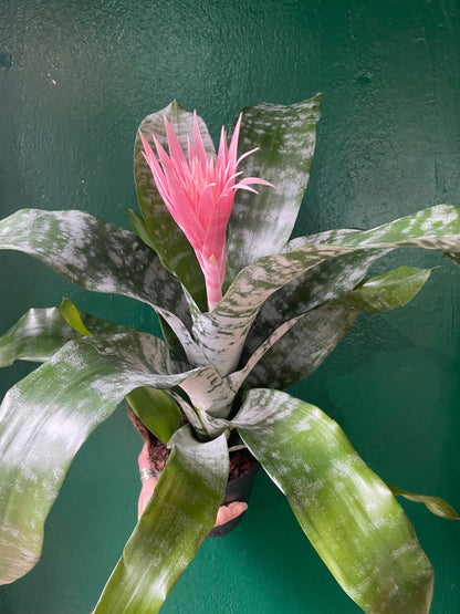 Aechmea fasciata 'Primera' (Urn Plant)