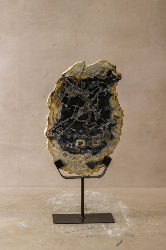 Petrified Wood Display - No 7