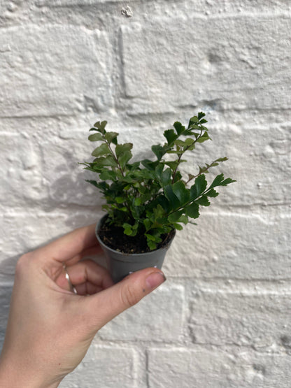 Didymochlaena truncatula (Mahogany Maidenhair Fern)