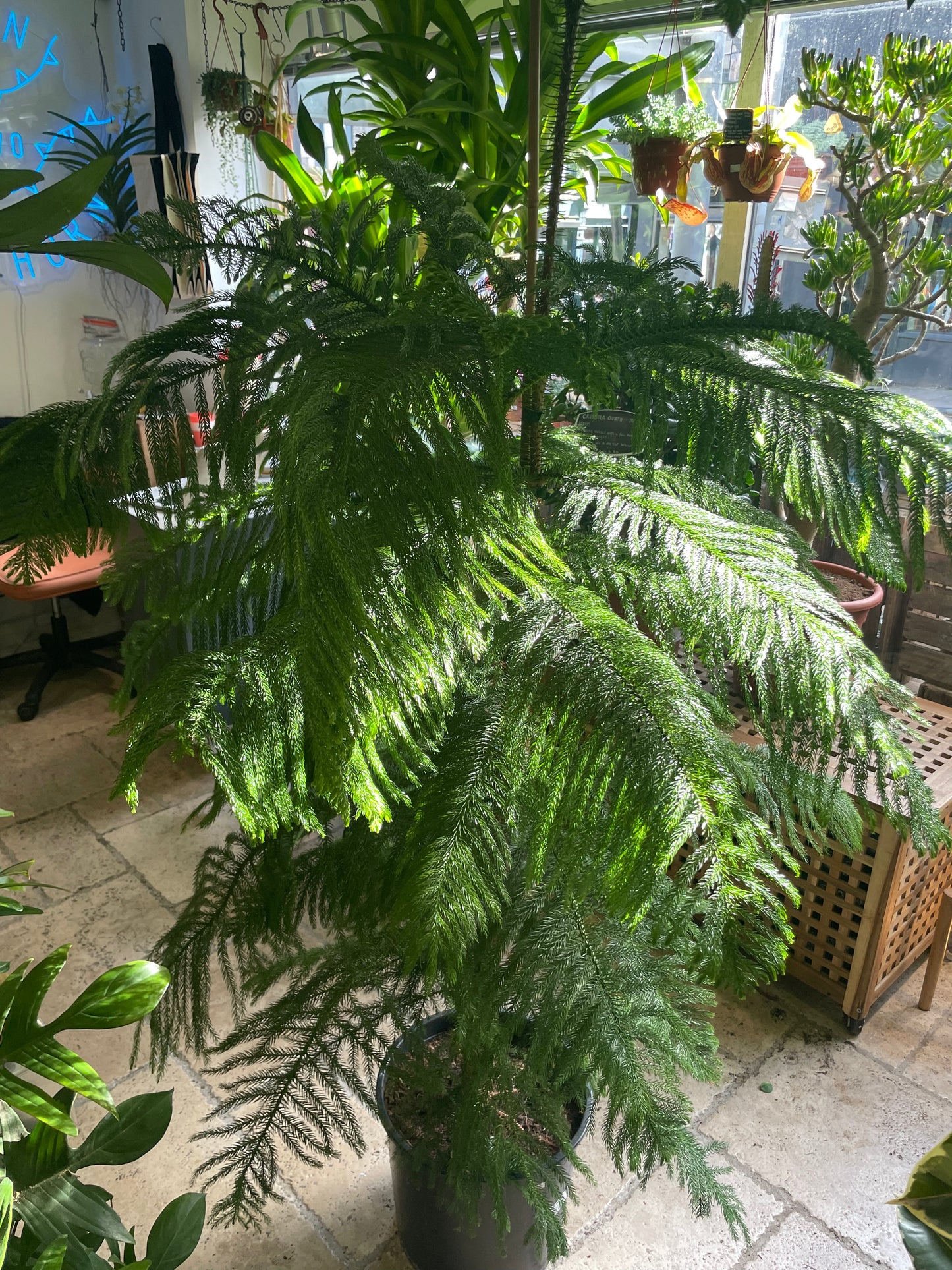 Araucaria heterophylla (Norfolk Island pine)