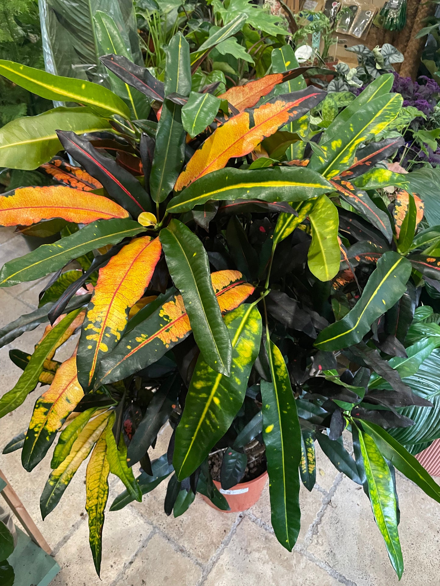 Codiaeum variagata (Croton)