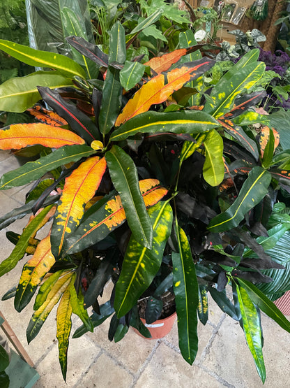 Codiaeum variagata (Croton)