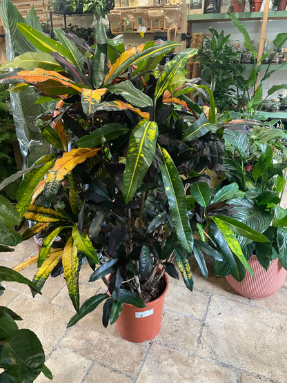 Codiaeum variagata (Croton)