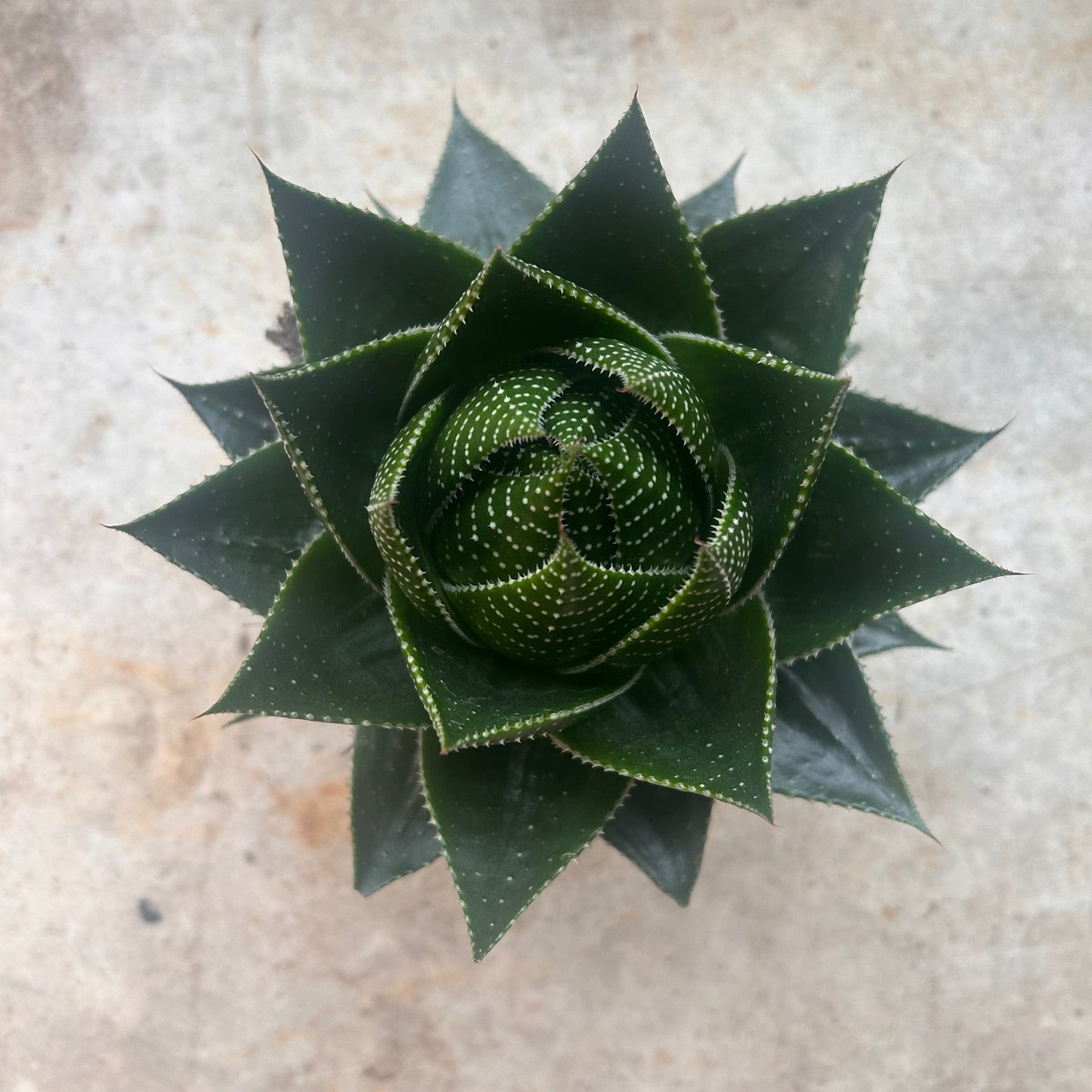 Aloe aristata 'Cosmo'