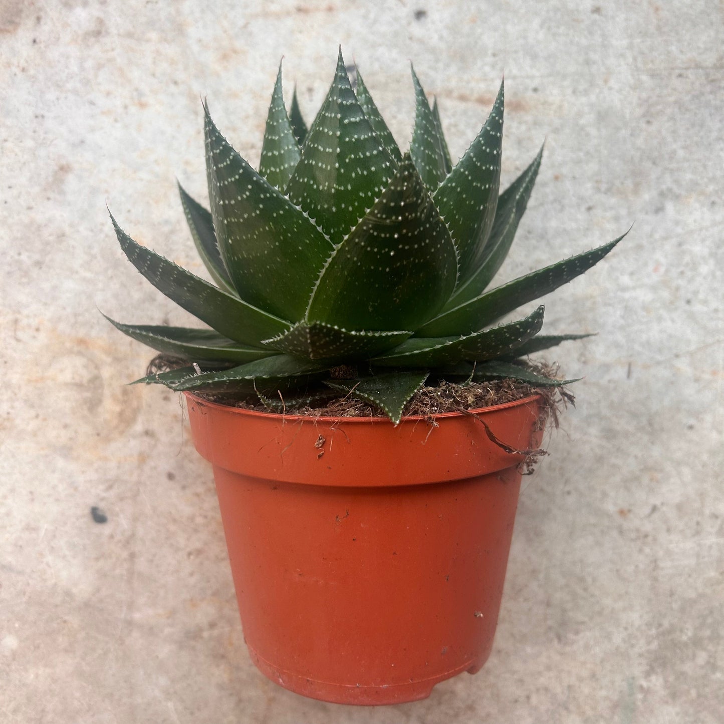 Aloe aristata 'Cosmo'