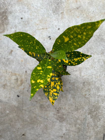 Codiaeum variagata (Croton)