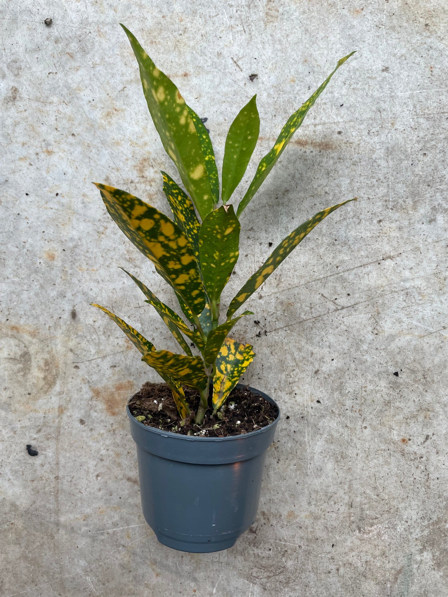 Codiaeum variagata (Croton)