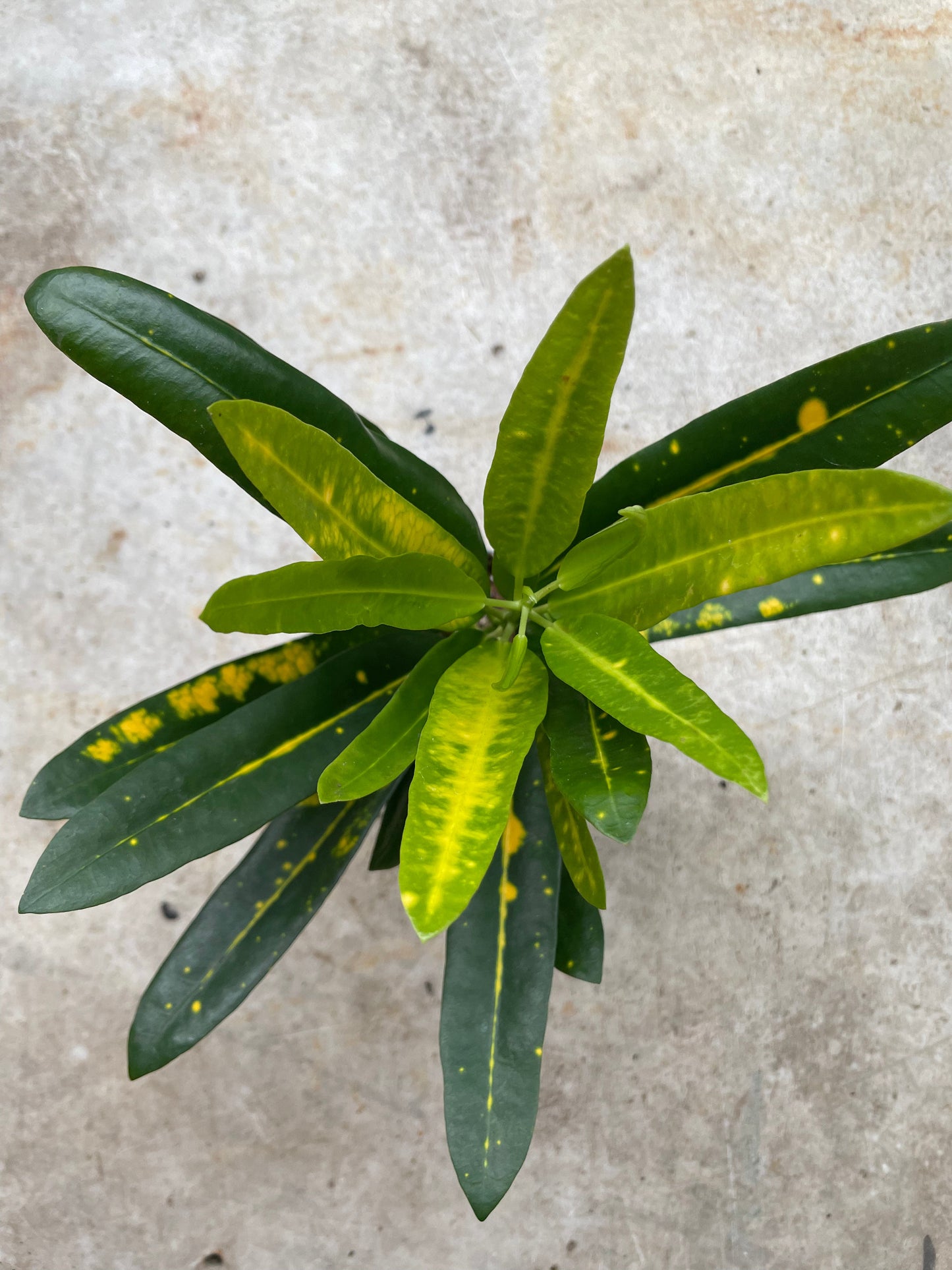 Codiaeum variagata (Croton)