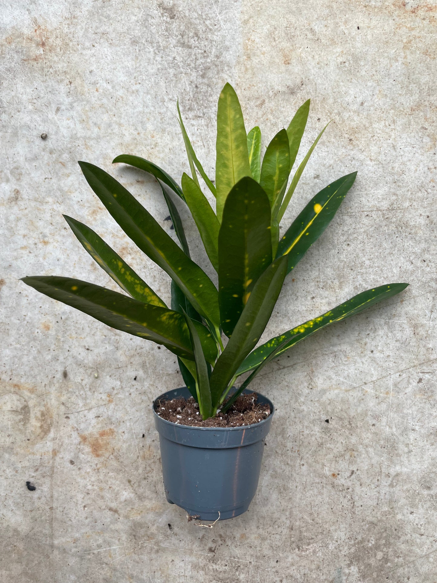 Codiaeum variagata (Croton)
