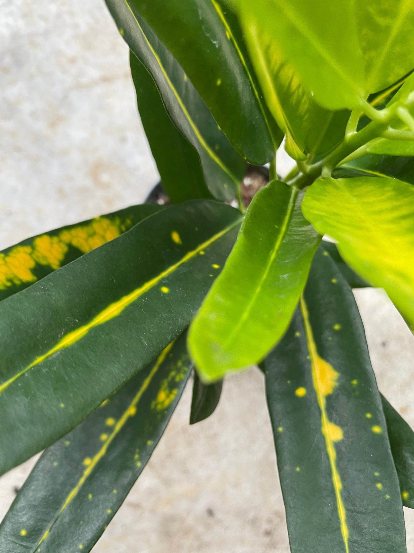 Codiaeum variagata (Croton)
