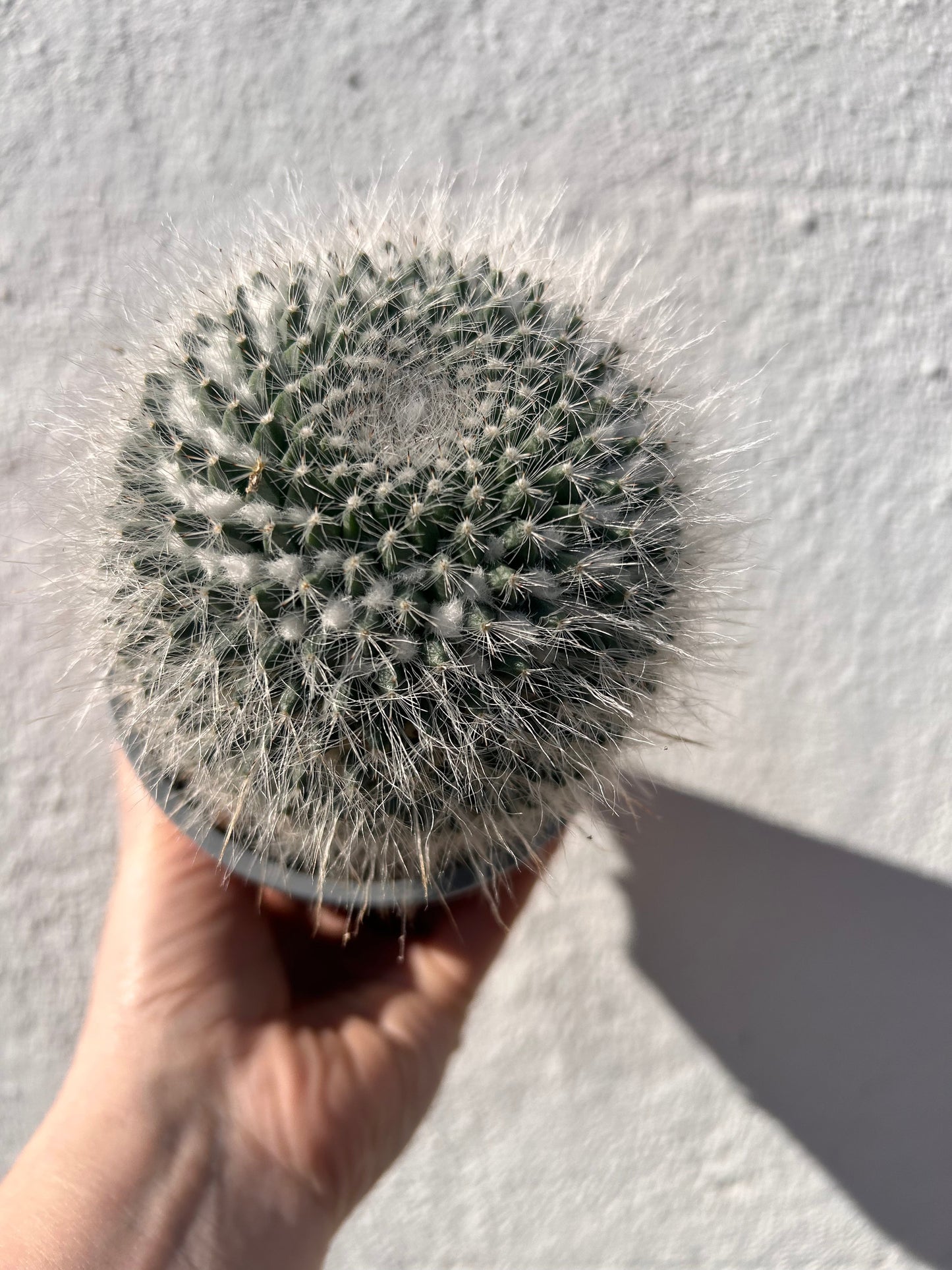 Mammillaria hahniana (Old Lady Cactus)