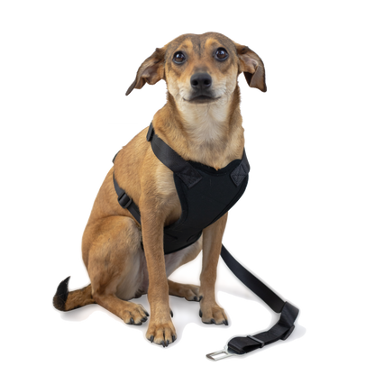 Strap Harness