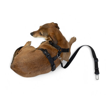 Strap Harness