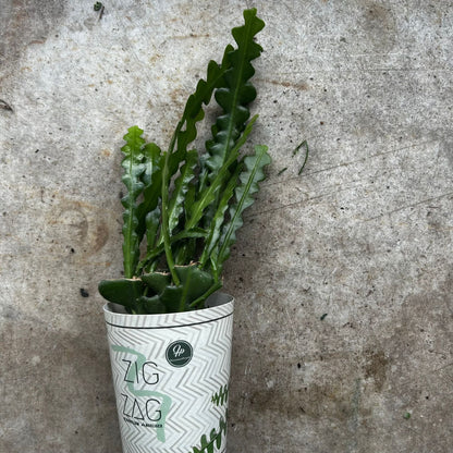 Disocactus anguliger (Fishbone Cactus)