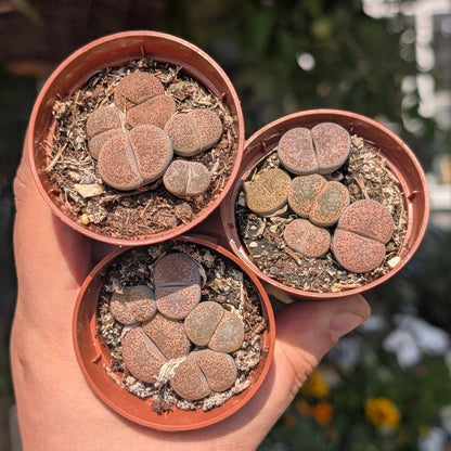 Lithops (Living Stones)