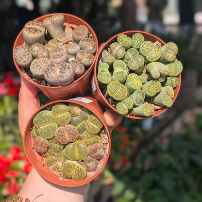 Lithops (Living Stones)