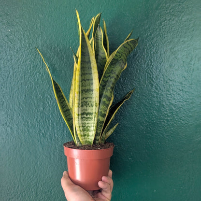 Sansevieria trifasciata 'Laurentii' (Snake Plant)