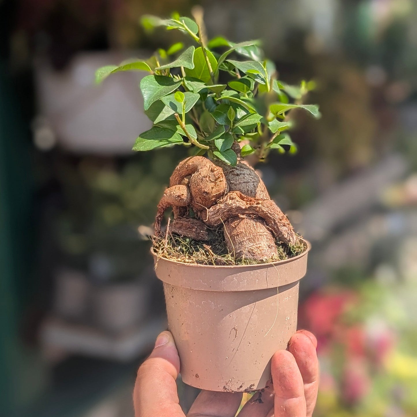 Ficus microcarpa 'Ginseng'
