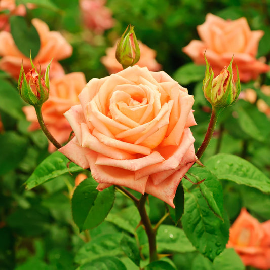 'Schoolgirl' Orange Climbing Rose
